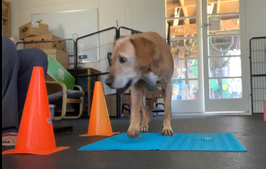 Movement Puzzles for Wolly's Post-Stroke Rehab