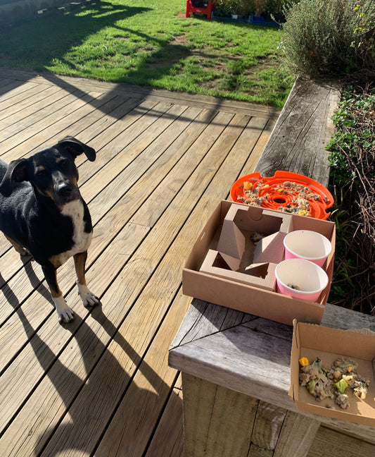 Tigg standing on the deck waiting for her picnic pots - coffee cups and takeaway containers with small amounts of her fresh food diet that I'll hide around the garden for her to scavenge.
