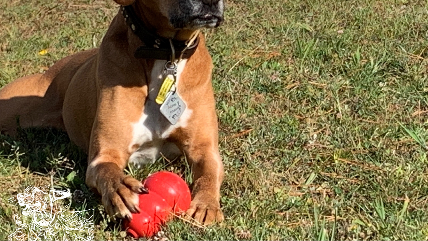 Boxer dog with a red ball on grass.