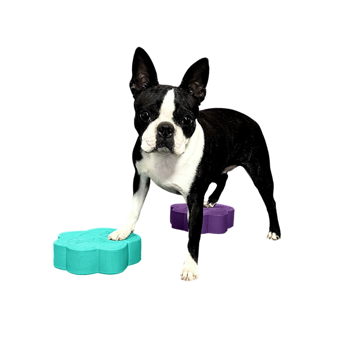 A black and white Boston Terrier stands with its front paw on a teal Flexiness ToyPawDisc and rear paw on a purple one from Flexiness Canine Fitness Equipment, demonstrating canine fitness gear against a white background.