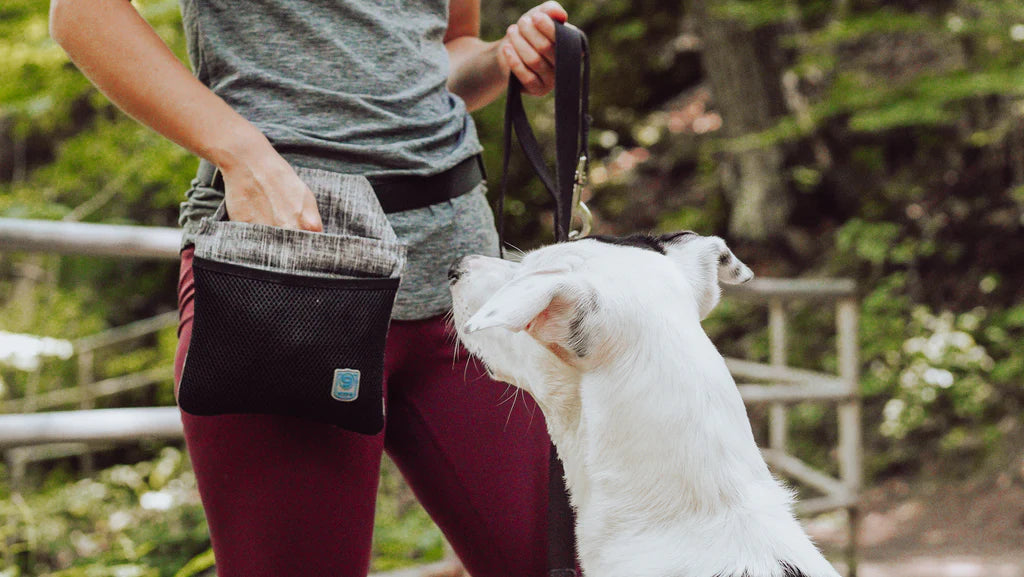 A person using the Blue-9 INSPIRE Training Treat Pouch with a snap closure is engaging with a white and black dog on a leash outdoors, rewarding good behavior.