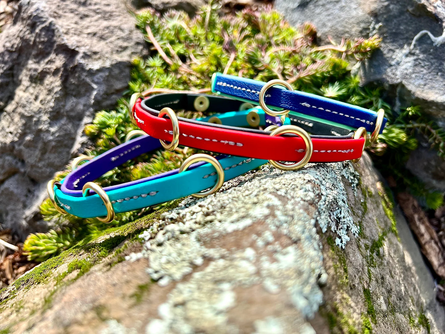 Three Trailblazing Tails: The Leash Organiser neatly organized on a rock, by Your Whole Dog.