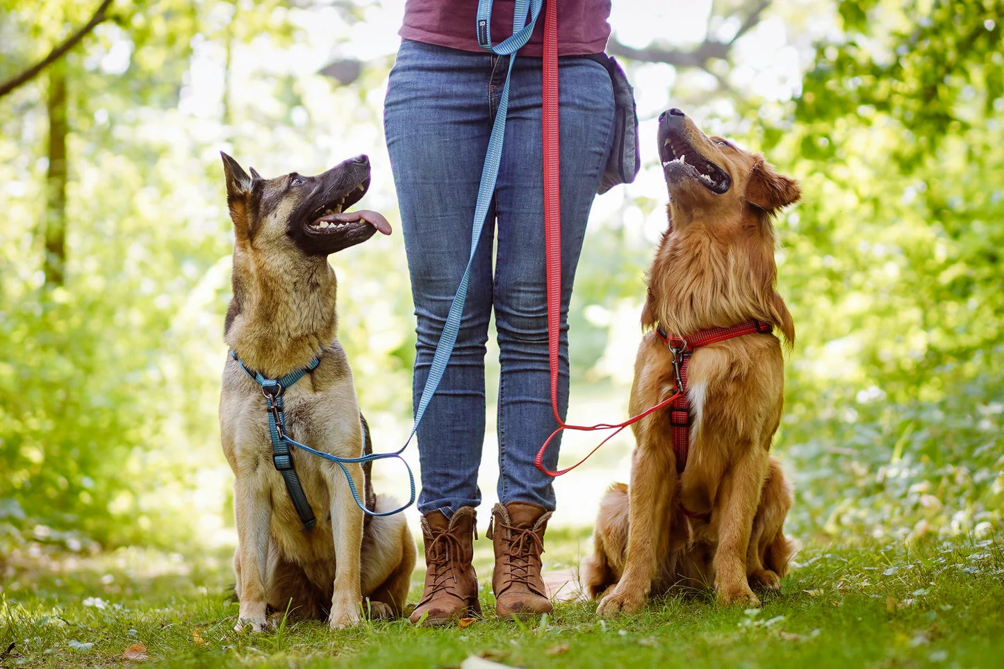 A person holds the leashes of a German Shepherd and a Golden Retriever, both wearing Blue-9 REFLECTIVE Balance Harnesses, while sitting on the grass in a sunny park.