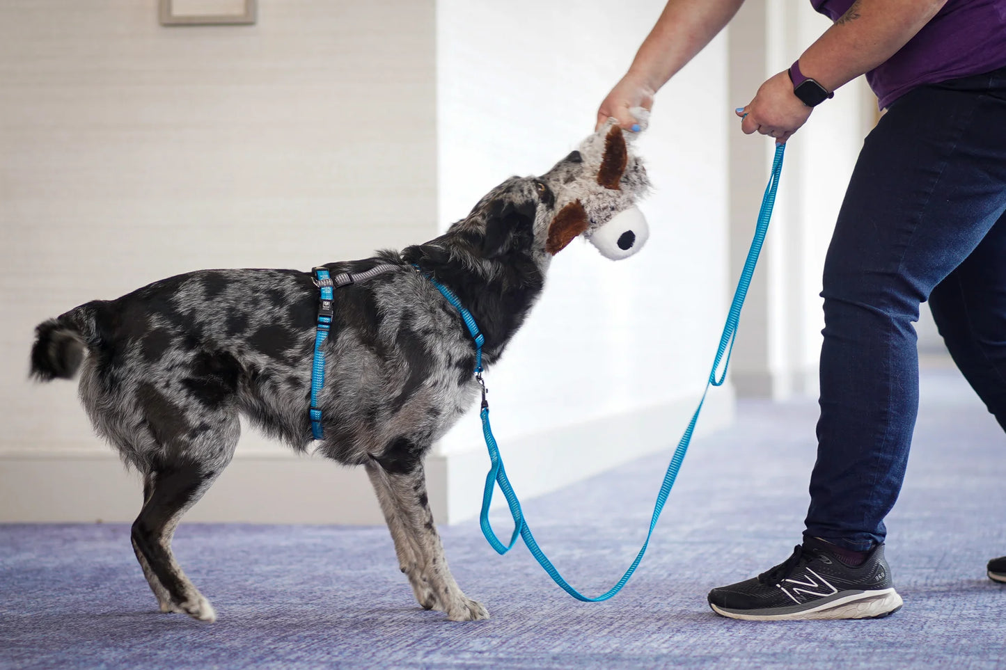 A person in a purple shirt and dark jeans plays tug-of-war with a dog using a plush toy. The dog, on a blue leash, wears the Blue-9 REFLECTIVE Balance Harness - PRE-ORDER, ensuring comfort and safety during their playful encounter.
