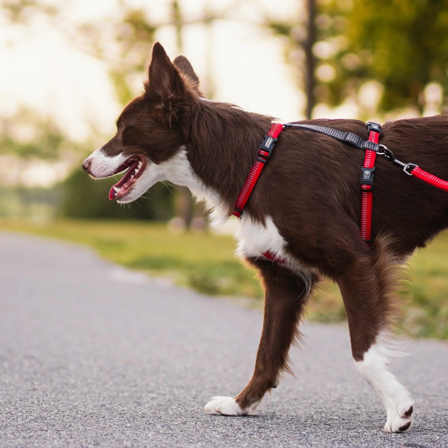 A brown and white dog walks on a path wearing a Blue-9 REFLECTIVE Balance Harness, highlighted by lush green grass and trees in the background.