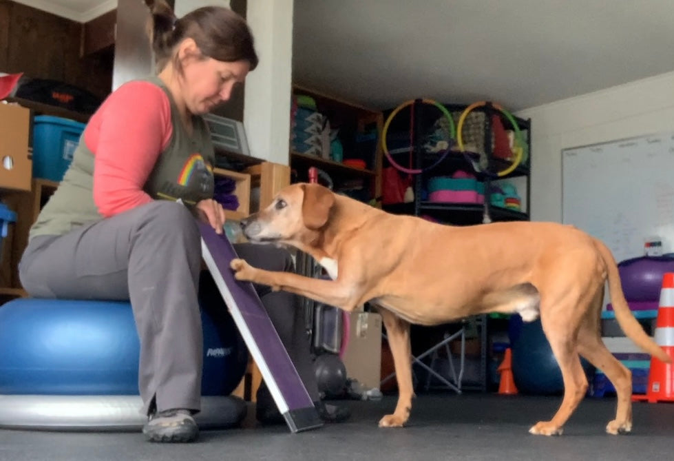 In a room, someone balances on an exercise ball, holding a ScratchPad for Dogs Nail Scratch Boards. A brown dog stands nearby and confidently places a paw on the board, demonstrating its Fear Free® endorsed training.