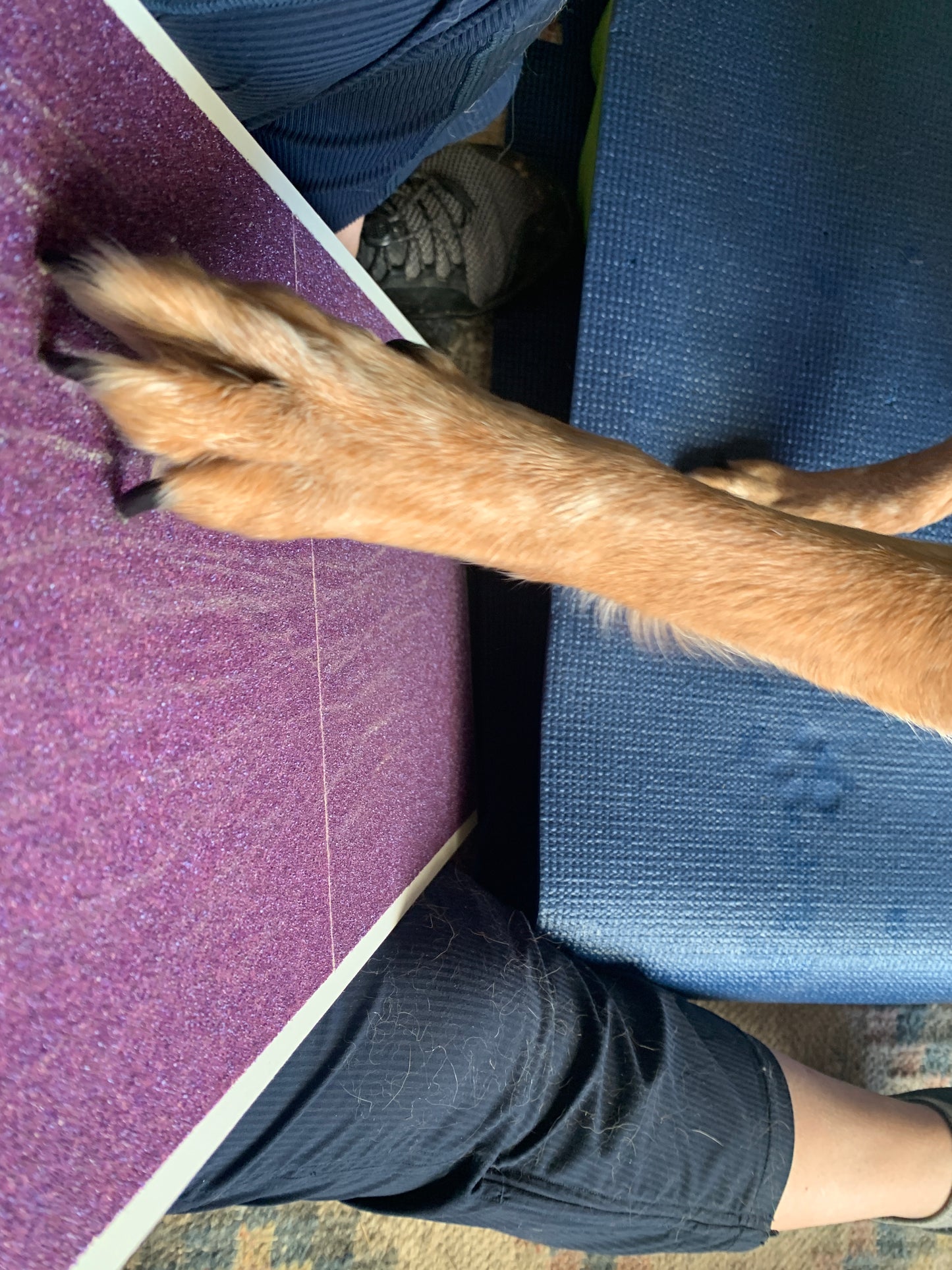 A dog's paw extends over a ScratchPad for Dogs Nail Scratch Board on a purple surface, with a human leg and part of a blue chair in view.