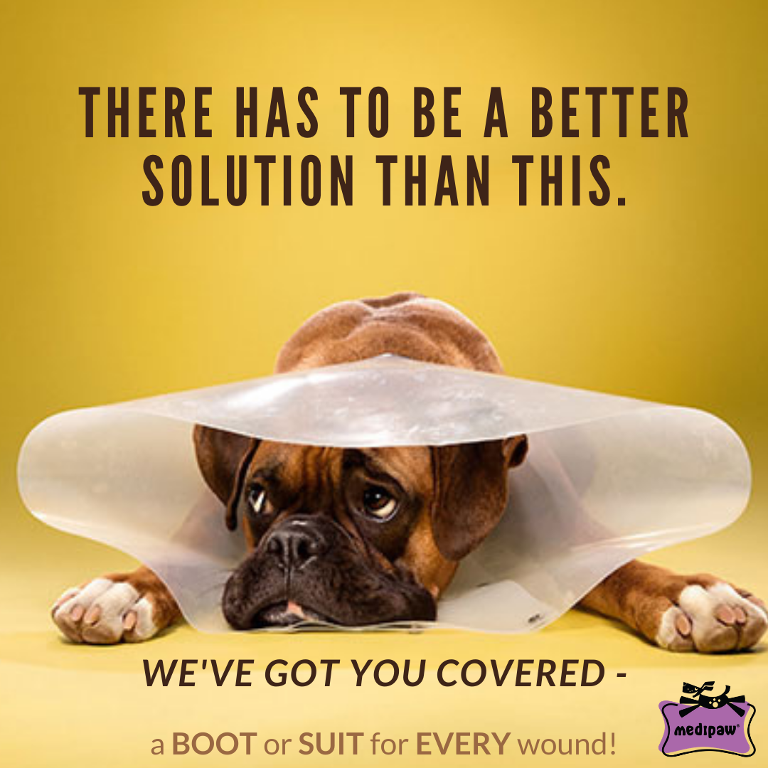 A dog wearing a transparent protective collar lies down, looking forward. The text above states, "There has to be a better solution than this." Below, it suggests Your Whole Dog's MediPaw Protective/Surgical Dog Suit as a comfortable alternative for wound protection.