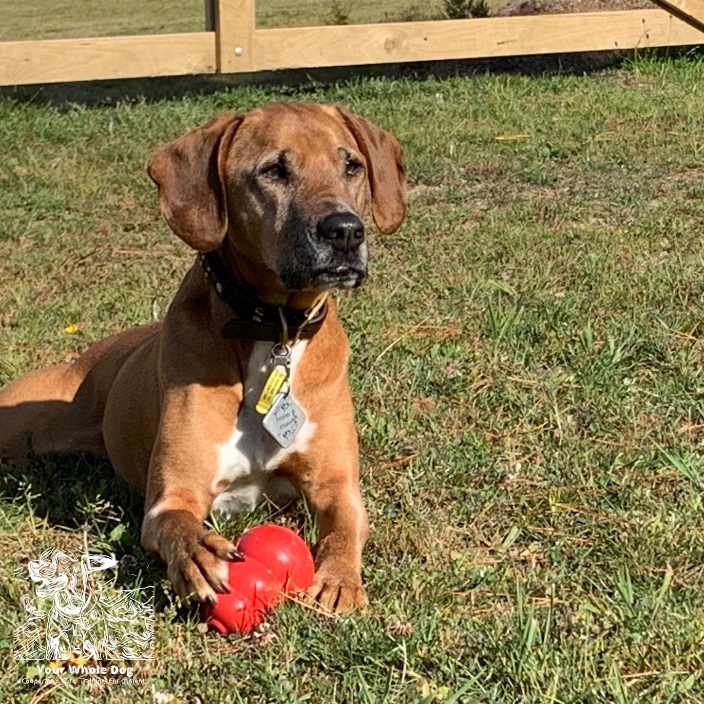 A brown dog with a collar lies on the grass, holding a red SALE: KONG Classic toy from Your Whole Dog with one paw. In the background, a wooden fence and grassy area are visible.