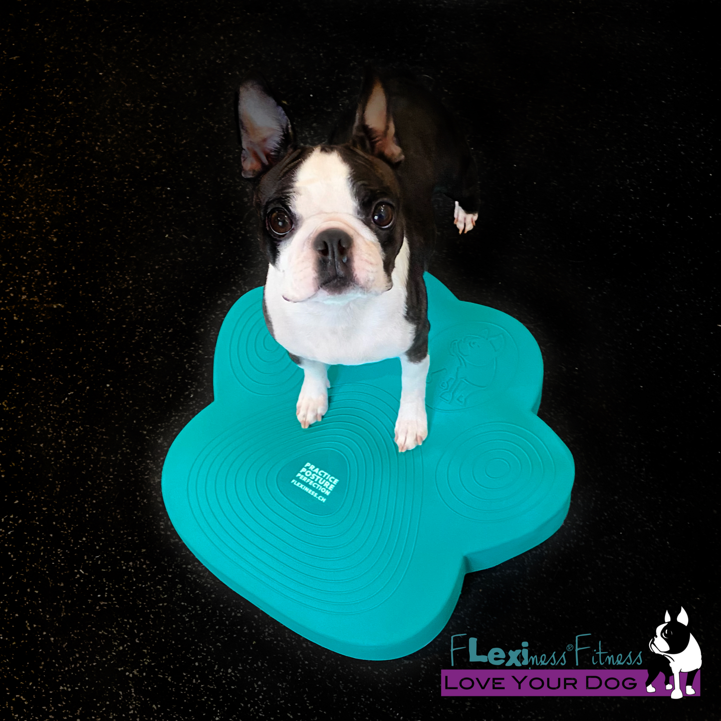 A Boston Terrier stands on a turquoise Flexiness PawDisc from Your Whole Dog. The floor appears black with small white speckles. The bottom right corner shows a logo with a dog silhouette and the text "Flexiness Fitness." This setup is perfect for muscle building and balance training for your furry friend.