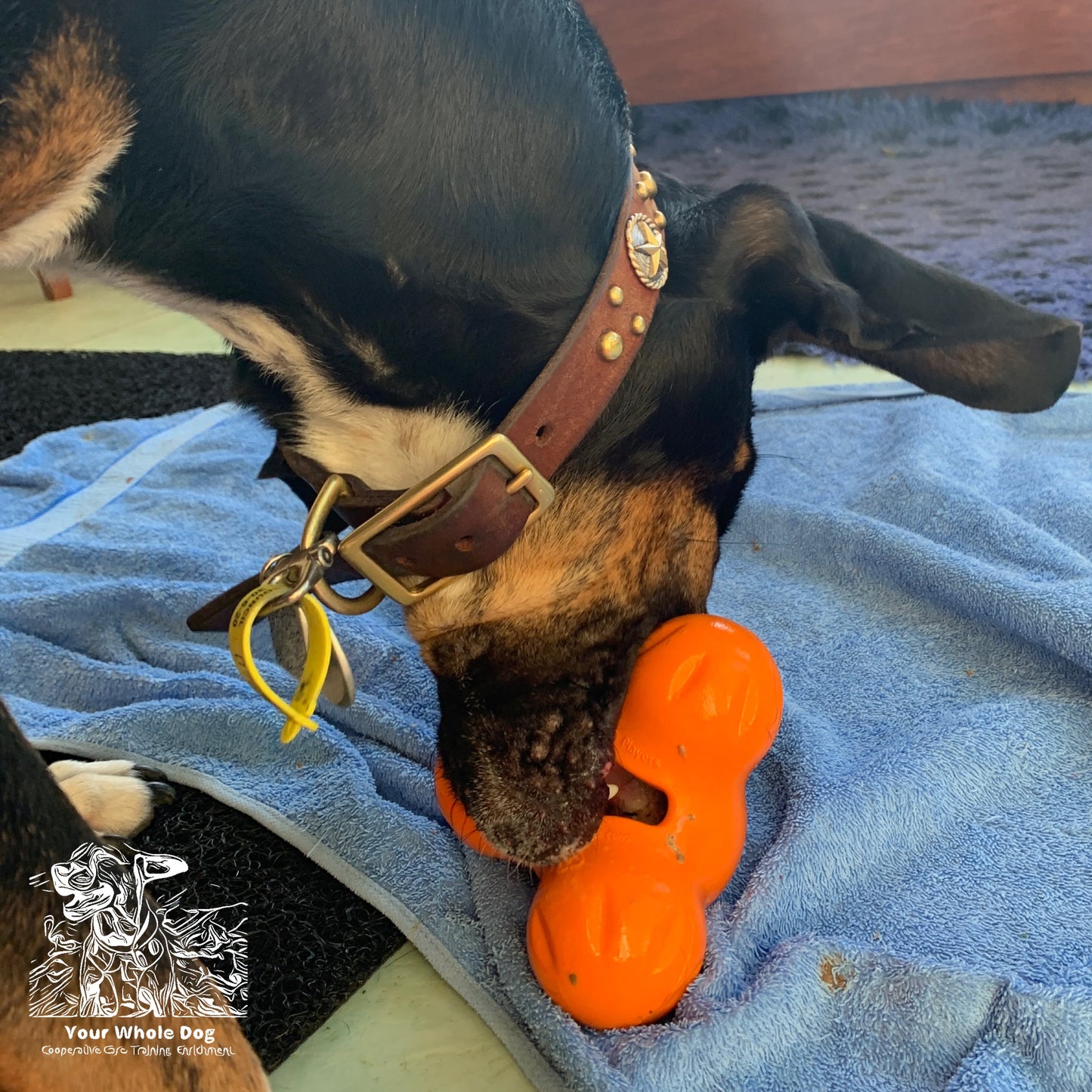 A dog with a brown collar is biting a West Paw Tux, an orange treat toy by West Paw for tough chewers, while lying on a blue towel.