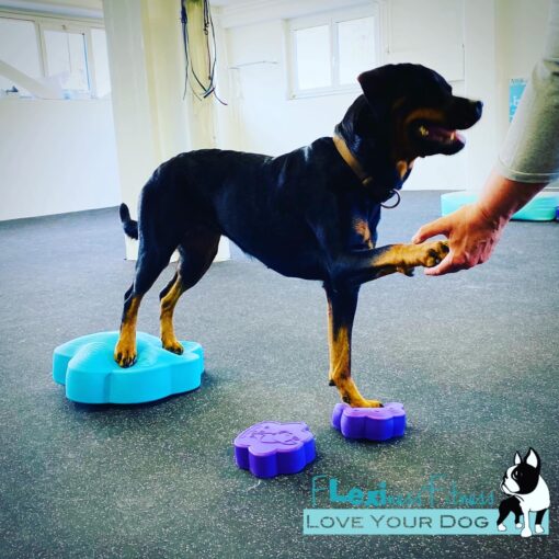 A black and tan dog is balancing on blue and purple Your Whole Dog Flexiness PawDisc platforms while shaking hands with a human. The text "Love Your Dog" along with a dog logo are displayed in the bottom right corner, promoting balance training and muscle building for your furry friend.