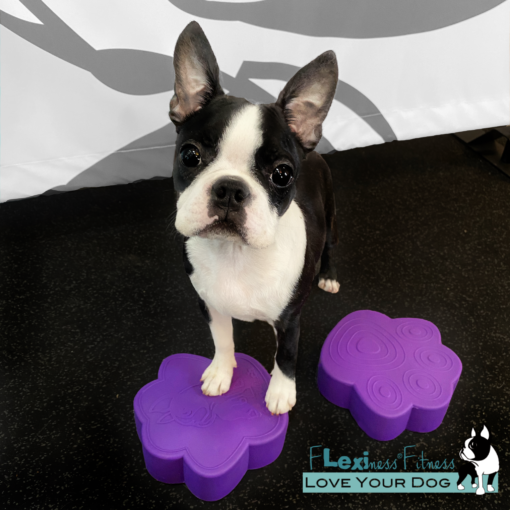 A Boston Terrier practices balance indoors, perched confidently on two purple Flexiness ToyPawDiscs by Flexiness Canine Fitness Equipment.
