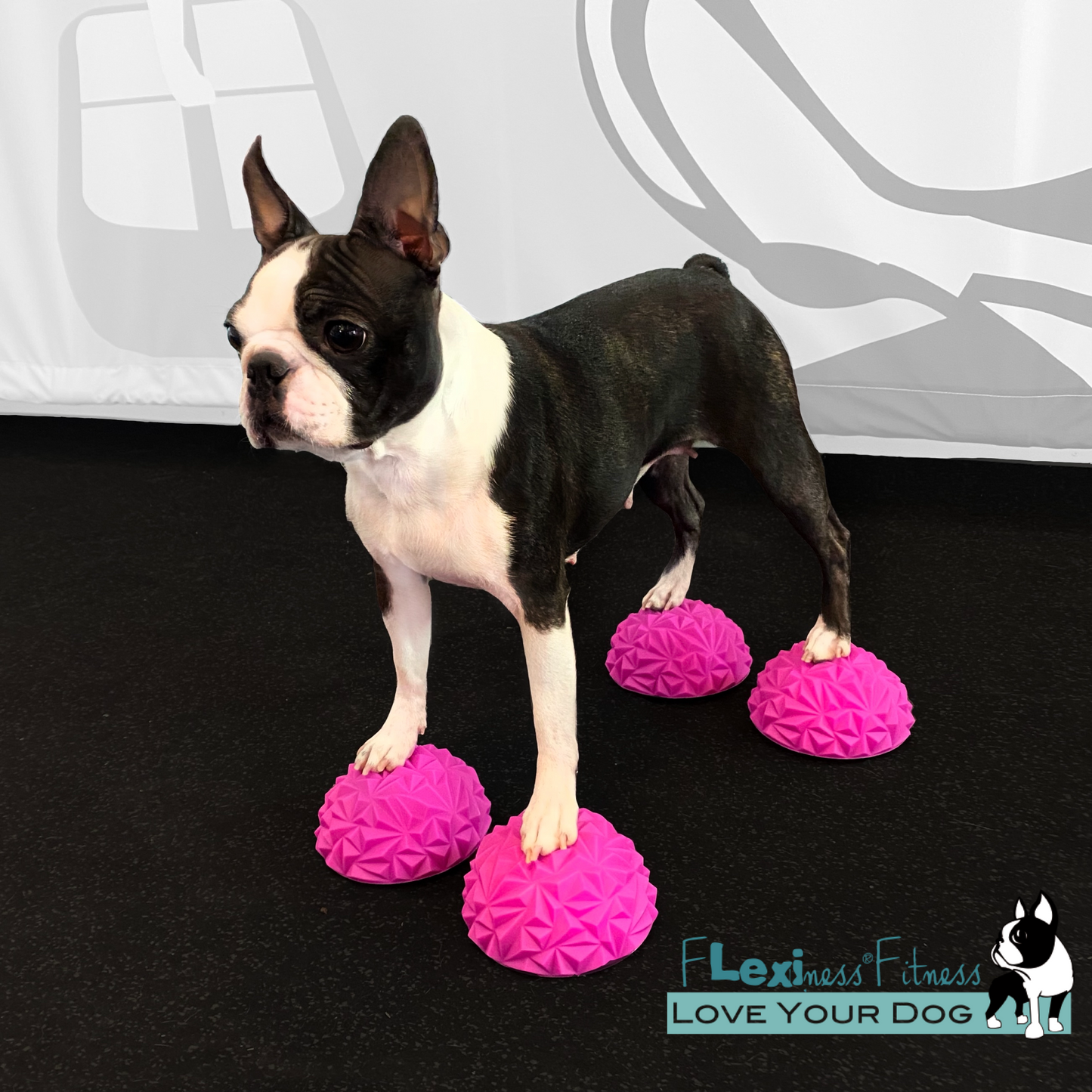 A Boston Terrier stands on four pink Flexiness ToyPawStackers by Flexiness Canine Fitness Equipment, made from anti-slip material on a black floor, with the "Flexiness Fitness Love Your Dog" logo in the corner.