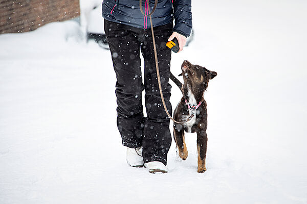 A person walks a dog in the snow, both gazing at each other, while holding the Your Whole Dog Train'N'Treat Dog Treat Dispenser—a handy dog training tool.