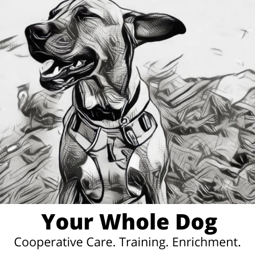 A black and white sketch of a dog wearing a harness. Text below reads: "Your Whole Dog Gift Card: Cooperative Care. Training. Enrichment." Perfect for any dog lover, this illustration by Your Whole Dog captures the essence of loving canine companions.