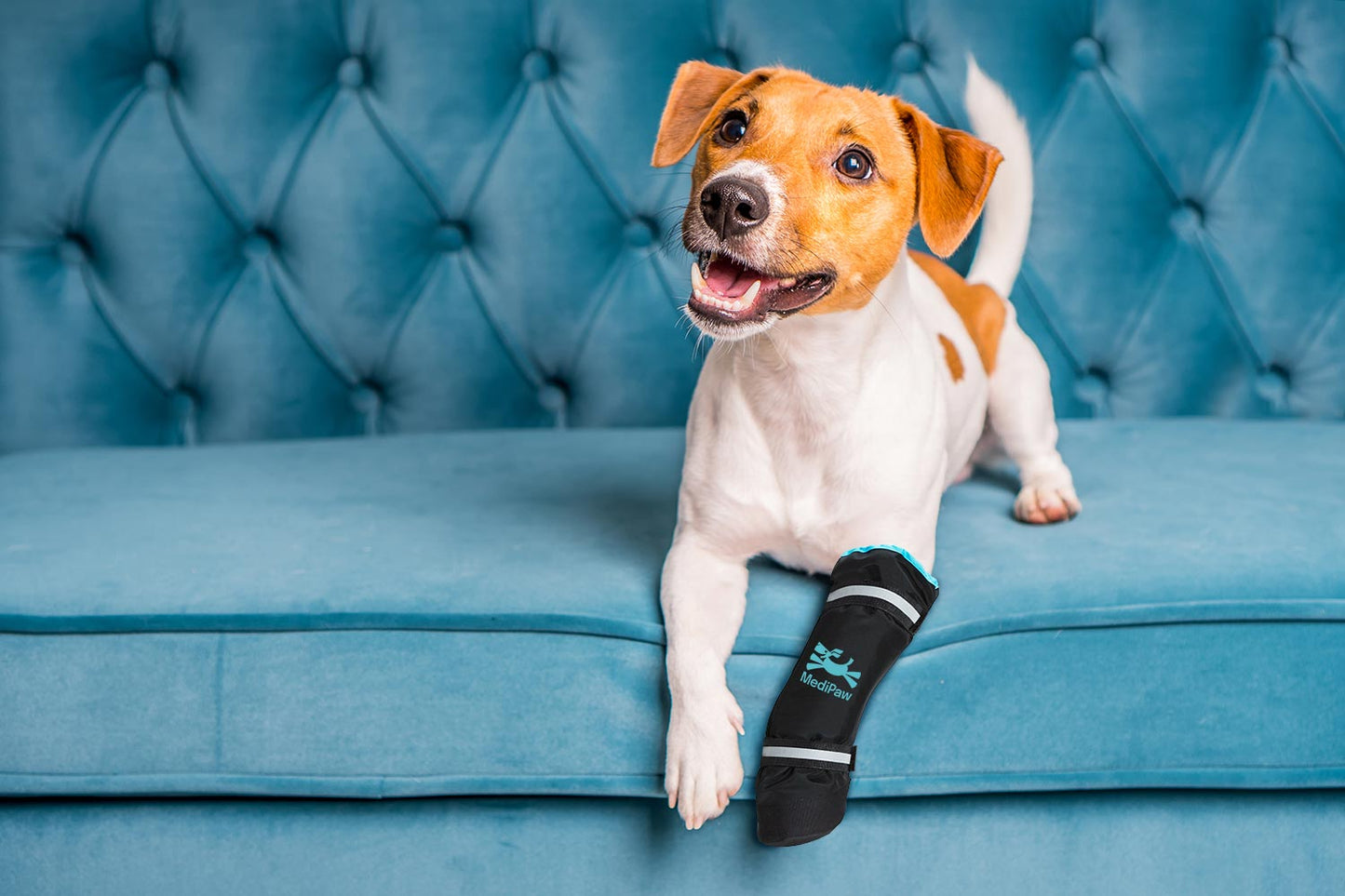 A small dog with a brown and white coat is lounging on a blue tufted sofa, wearing a black MediPaw Healing Slim Boot by Your Whole Dog on its front leg for wound protection.