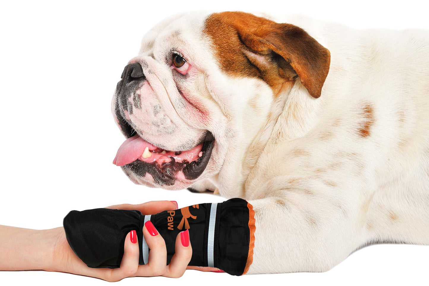 A bulldog lies down as a person gently places a black MediPaw Healing Slim Boot from Your Whole Dog with an antimicrobial lining on its front paw, ensuring optimal wound protection.