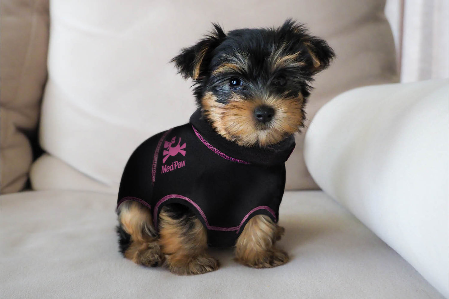 A small puppy relaxes comfortably on a beige couch, wearing the Your Whole Dog MediPaw Protective/Surgical Dog Suit, featuring a stylish black and pink design.