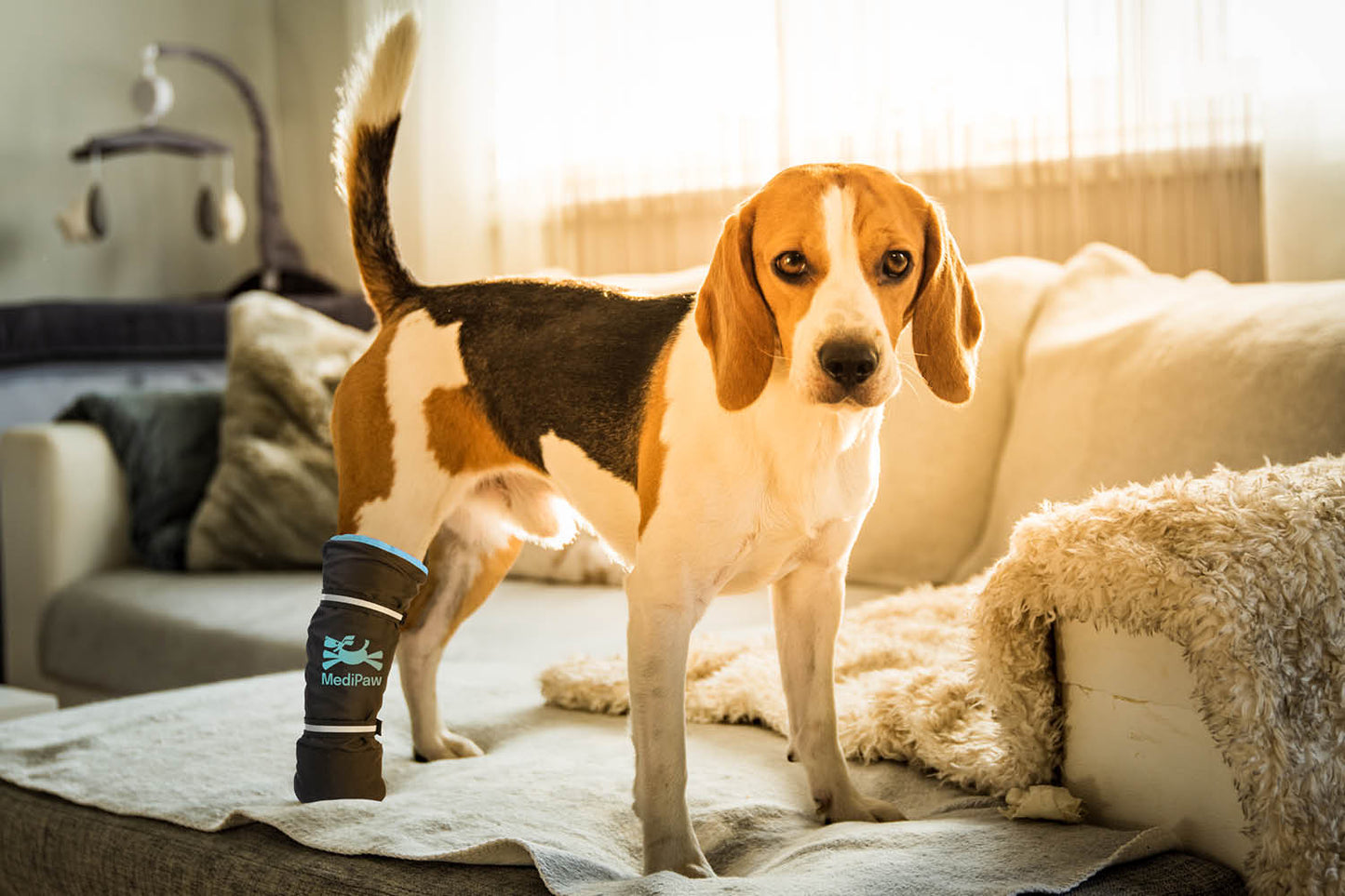 A beagle with a prosthetic leg, proudly wearing Your Whole Dog's MediPaw Healing Slim Boot for wound protection and an antimicrobial lining, stands confidently on a couch in a sunlit room.