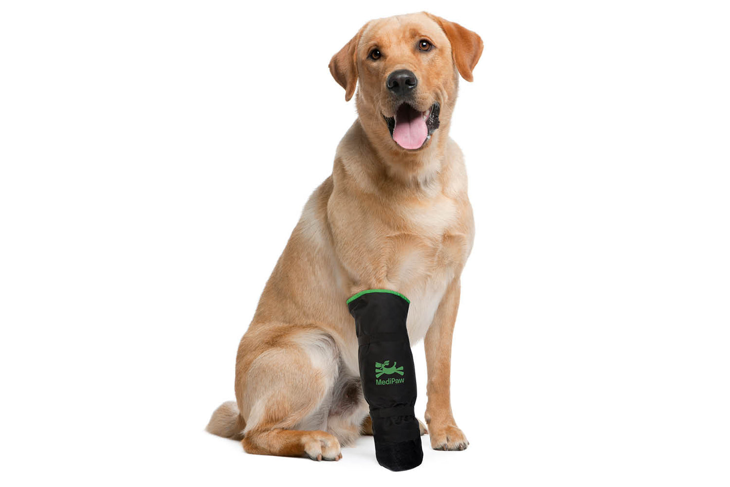 A Labrador retriever sits with one front paw adorned in a Your Whole Dog MediPaw Soft Bandage Basic Boot, featuring a durable, waterproof nylon shell.