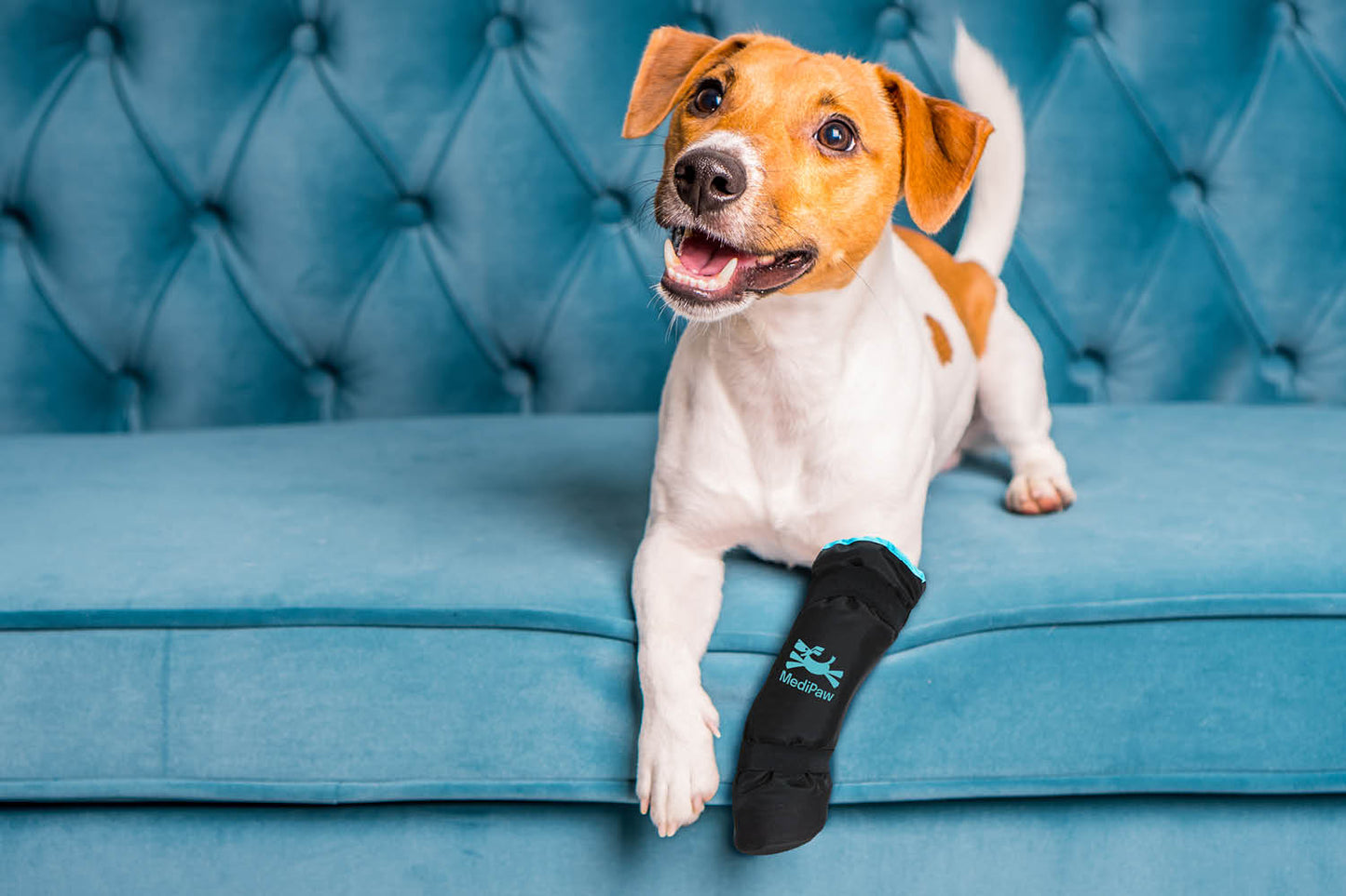 A Jack Russell Terrier with a black leg brace and a MediPaw Soft Bandage (Basic) Boot from Your Whole Dog lies on a blue tufted sofa, looking up with an open mouth.