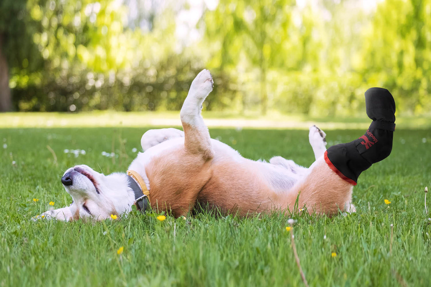 A dog relaxes on its back on the grass, its leg wrapped snugly in a MediPaw Soft Bandage (Basic) Boot by Your Whole Dog, ensuring both comfort and protection.