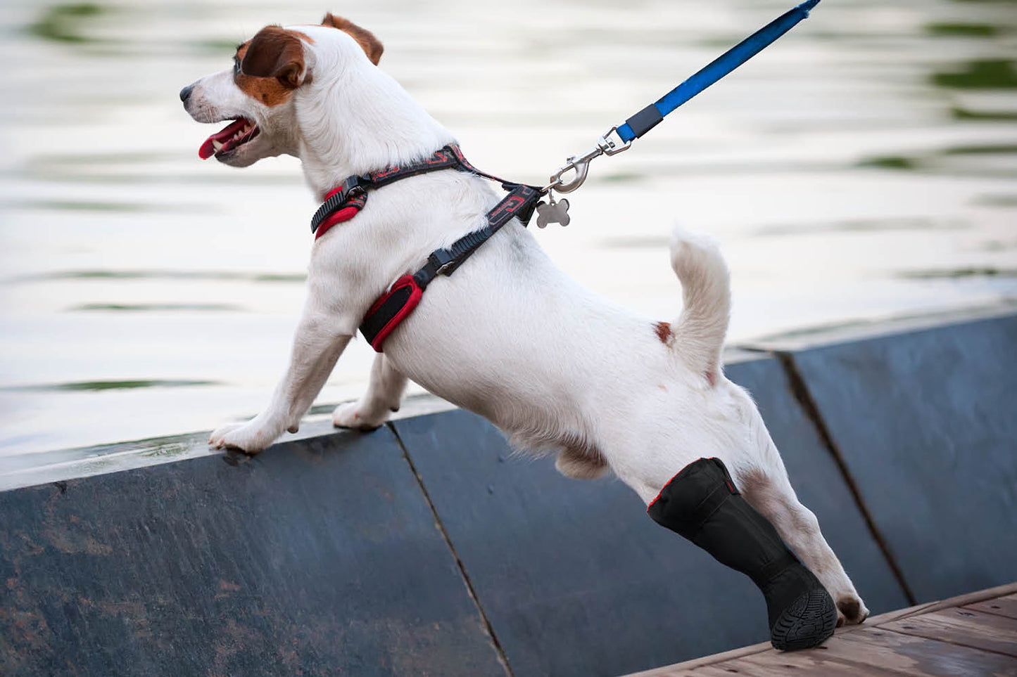 A dog equipped with a harness, prosthetic hind leg, and MediPaw's Rugged X-Boot for protection stands on a ledge, gazing over the water.