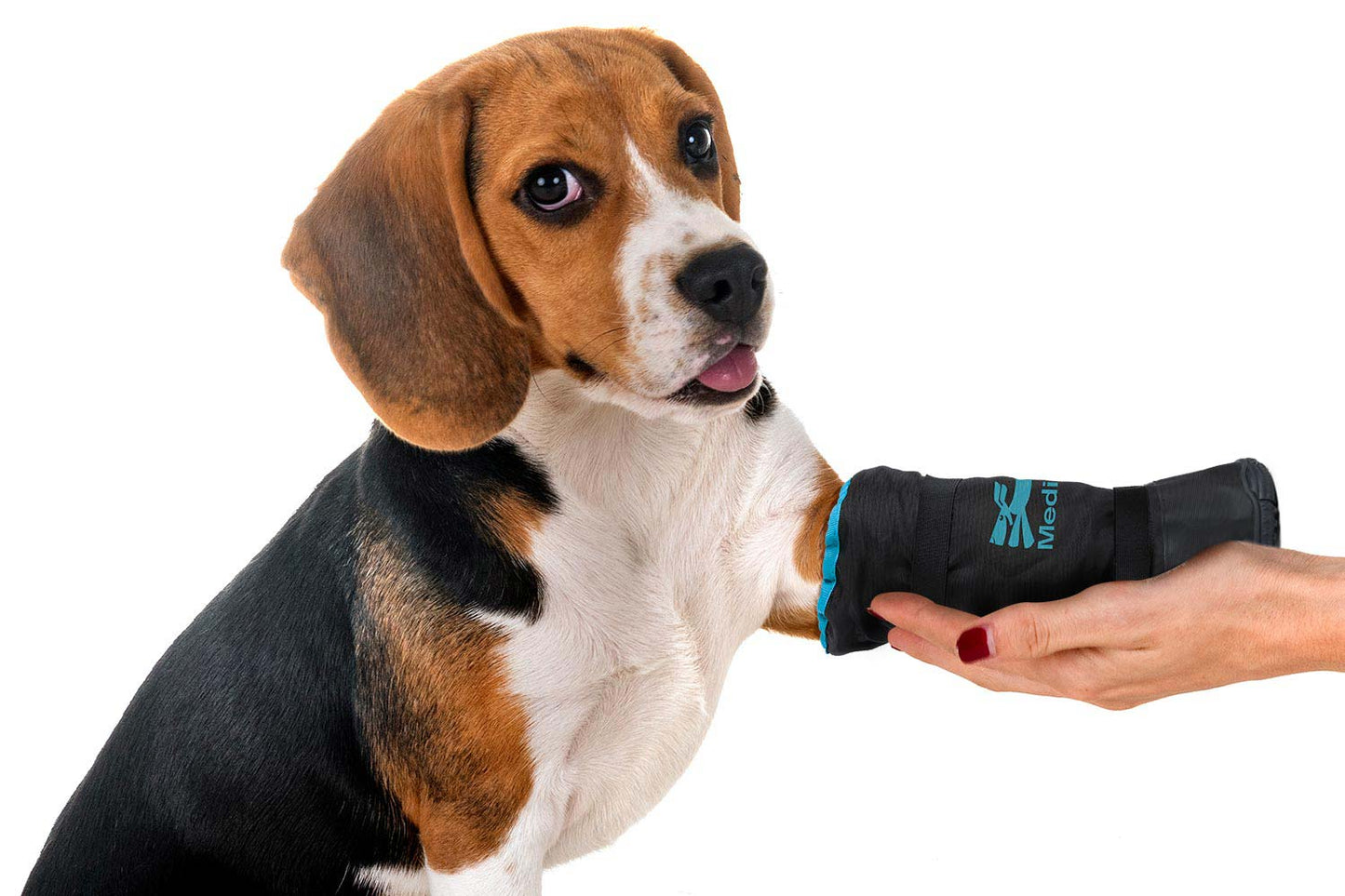 A Beagle wears a MediPaw Rugged X-Boot on its front paw while being gently held, providing optimal protection and care.