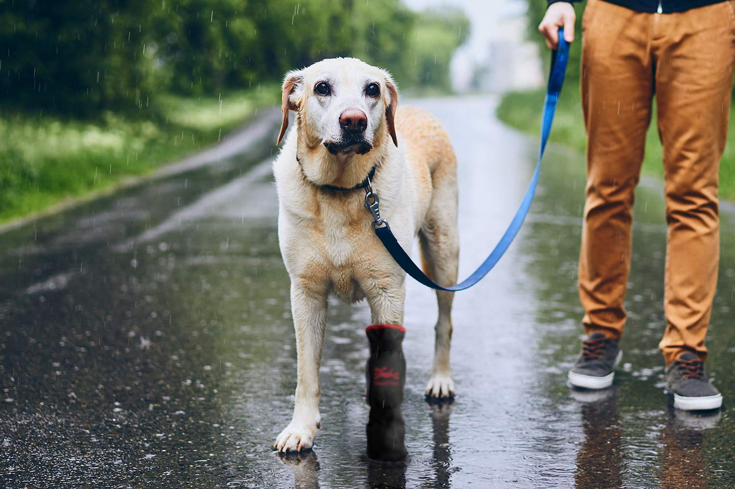 A wet dog wearing a MediPaw Rugged X-Boot trots on a leash, led by a person navigating the rainy road for extra protection.