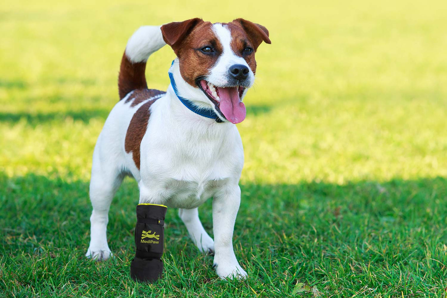 A small brown and white dog stands on grass, wearing a black MediPaw Soft Bandage (Basic) Boot from Your Whole Dog on its front right leg.