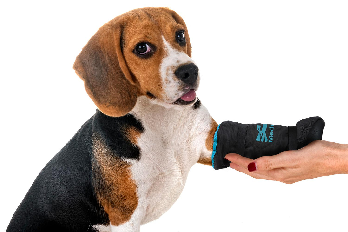 A beagle wears a black and blue MediPaw Soft Bandage (Basic) Boot by Your Whole Dog on its front leg, while a hand gently holds the leg. The boot's waterproof nylon shell ensures the paw remains dry and protected.