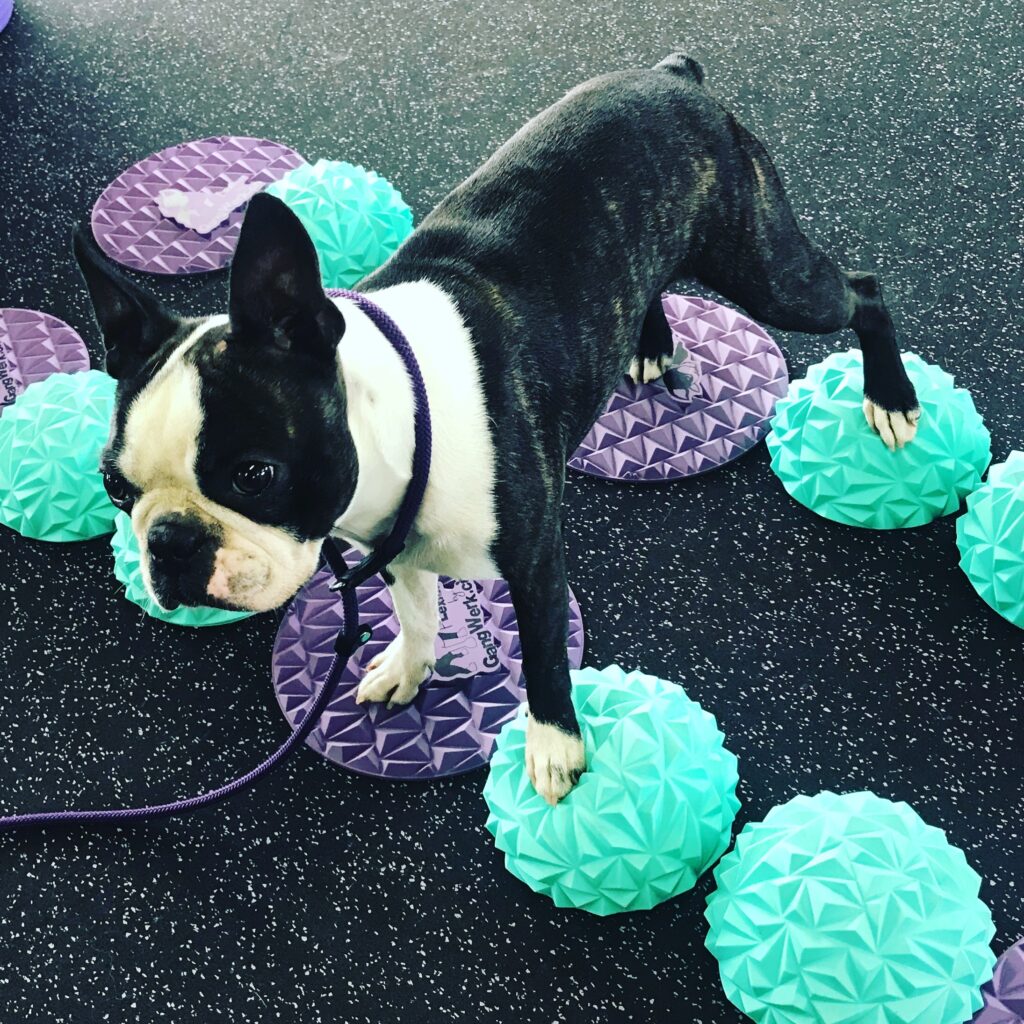 A Boston Terrier skillfully balances on a set of teal Flexiness SensiTarget spiky balls from Your Whole Dog, using paw targets for enhanced tactile stimulation, all on a speckled floor.