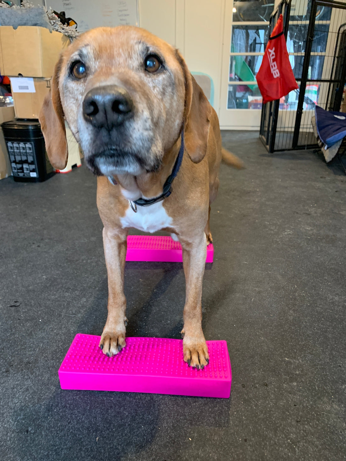 Wolly, standing on two Flexiness Stacking Bars