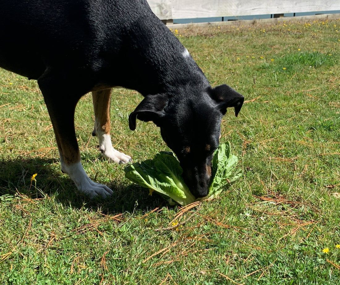 Tigg and her snuffle lettuce at Your Whole Dog