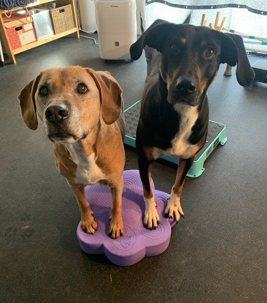 Wolly and Tigg, stamnding on a platform and a balance disc at Your Whole Dog in Wellington, busting myths around snacks in training 