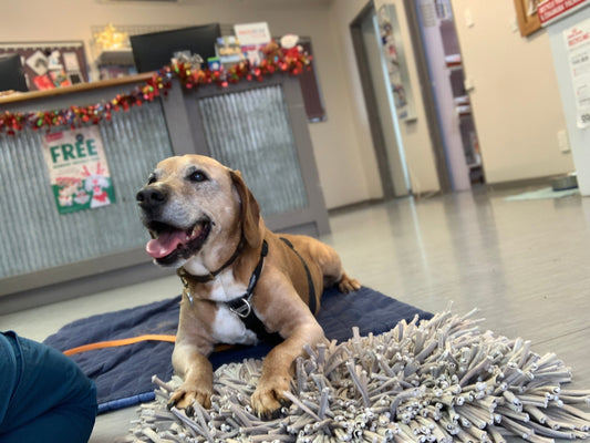 Wolly on a social visit to the vets - we're in receprion, he's on his mat, and has a snuffle mat for snacks