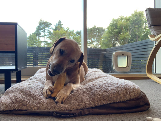 Chewing Done Right