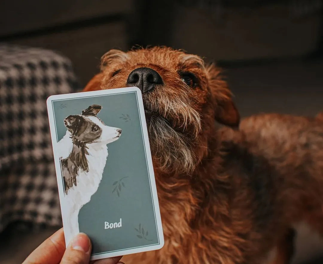 A close-up of a dog looking at a playing card held in front of it, featuring an illustrated portrait of another dog with the Calm Dog Games - Brain Games & Enrichment Activity Deck by Your Whole Dog on it.