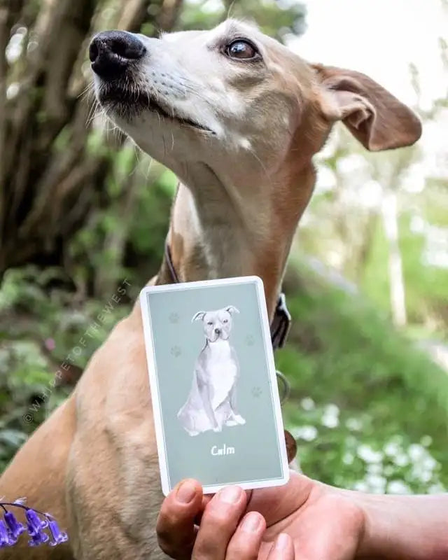 A light-brown dog looks away, while a person holds a card with the dog’s image labeled "Calm Dog Games - Brain Games & Enrichment Activity Deck" in front of a forest background during an enrichment activity by Your Whole Dog.