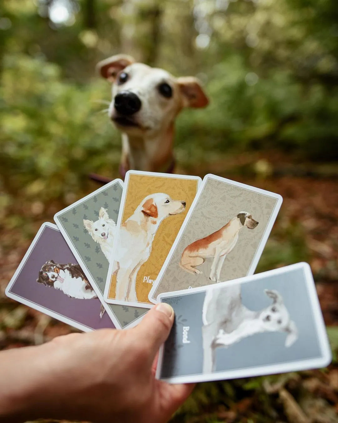 A person holding a spread of Calm Dog Games - Brain Games & Enrichment Activity Deck cards with a real dog curiously peeking from the background in a forest, eager to engage in enrichment activities. Brand name: Your Whole Dog