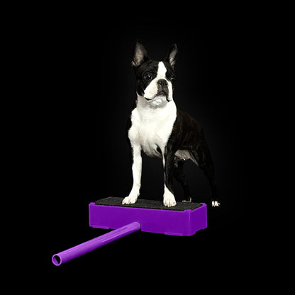 A Boston Terrier stands on a purple platform against a black background, with a Flexiness FlexBloxBar from Your Whole Dog extending from the platform.