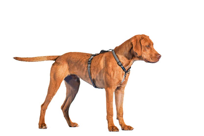 A brown dog wearing a Blue-9: REFLECTIVE Balance Harness by Your Whole Dog, standing in front of a white background with leash attachment and adjustability features.
