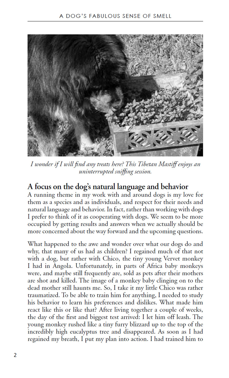 A Tibetan Mastiff tracks scents outdoors, showcasing its strong nose. The book "A Dog's Fabulous Sense of Smell: Step by Step Treat Search Tracking" by Anne Lill Kvam (Your Whole Dog) guides you on using scent games for better behaviour management.