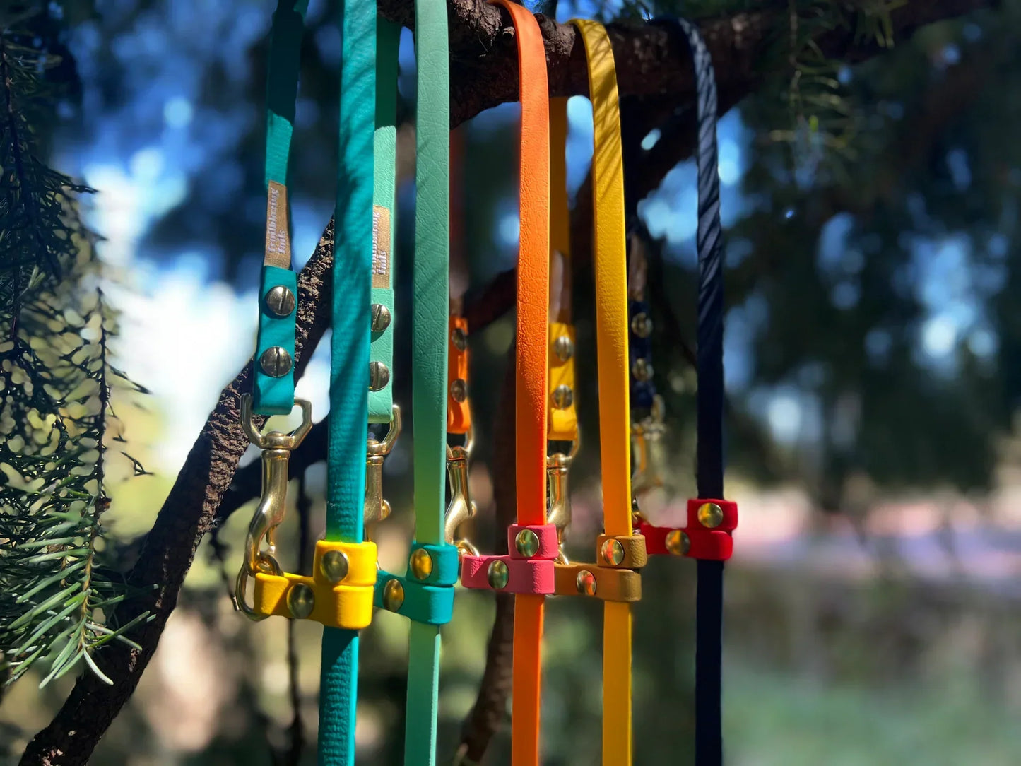 A group of colorful Your Whole Dog leashes hanging from a tree.