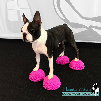 Pre-order your very own small Boston Terrier, standing on pink balls, from the exclusive shipment of Flexiness ToyPawStackers - PRE-ORDER by Your Whole Dog.