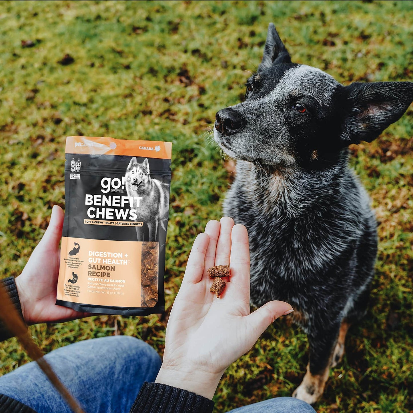 A person holds Go! Solutions Benefit Chews Digestion + Gut Health Salmon (170g) while a black and gray dog looks up eagerly on the grass, ready for tasty digestive support.