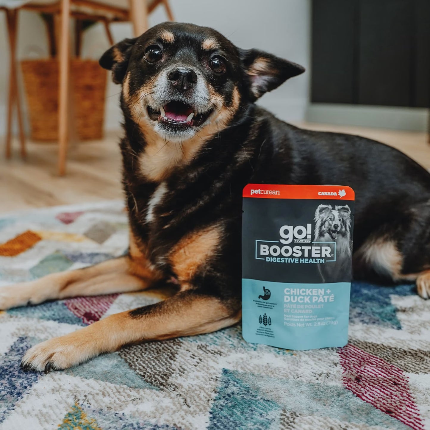 A black and brown dog sits indoors on a patterned rug next to a pouch of GO! SOLUTIONS Booster Digestive Health Chicken + Duck Pate (79g) by Your Whole Dog, an ideal digestive health food and dog food topper.