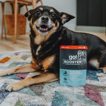 A black and brown dog sits indoors on a patterned rug next to a pouch of GO! SOLUTIONS Booster Digestive Health Chicken + Duck Pate (79g) by Your Whole Dog, an ideal digestive health food and dog food topper.