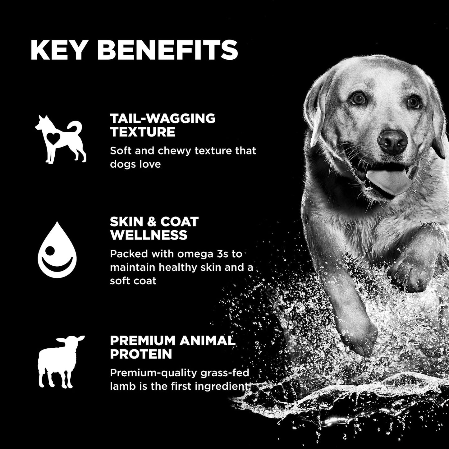 A dog runs through water with a ball as text highlights GO! SOLUTIONS Benefit Chews SKIN + COAT Lamb—Go! Solutions treats featuring texture, omega-3s for healthy skin and coat, plus nutritious grass-fed lamb protein.